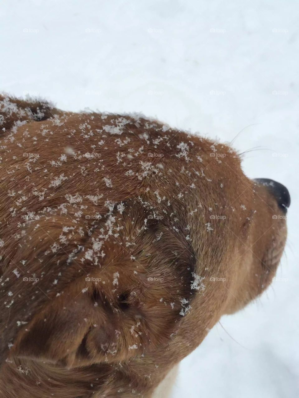Snowflakes landing on dog.