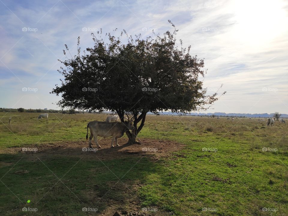 Zasavica Nature Wildlife Reserve Sremska Mitrovica domestic indigenous cattle Podolac under the tree