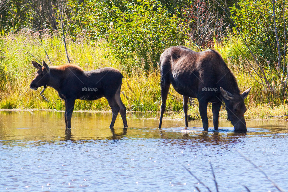 Momma and baby moose