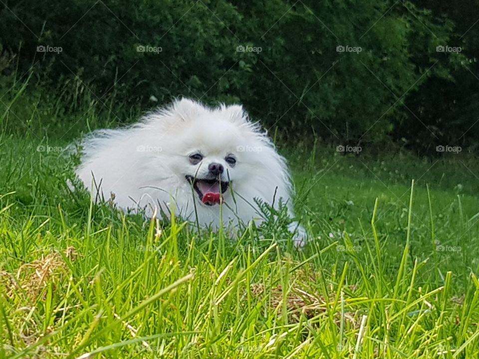 White fluffy Pomeranian dog in the grass