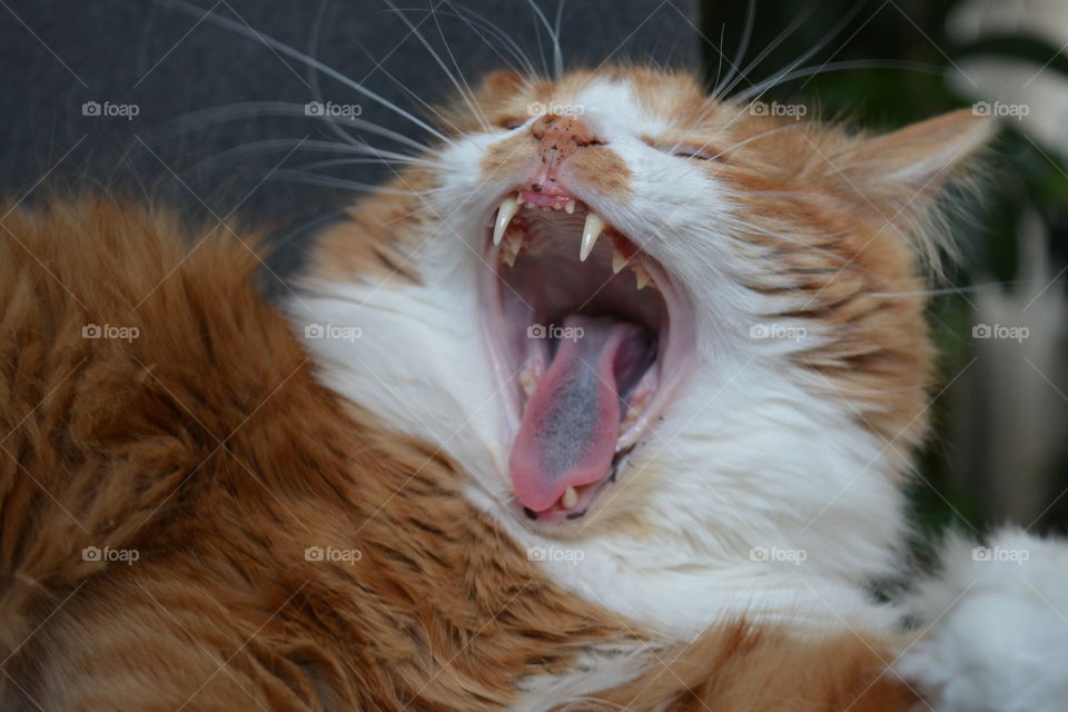 ginger cat pet yawns lazy portrait