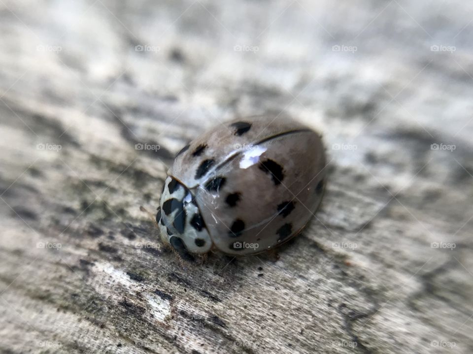Shy ladybug | Photo with iPhone 7 + Macro lens.
