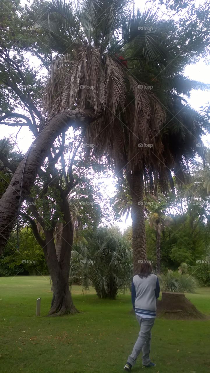 nature palmier