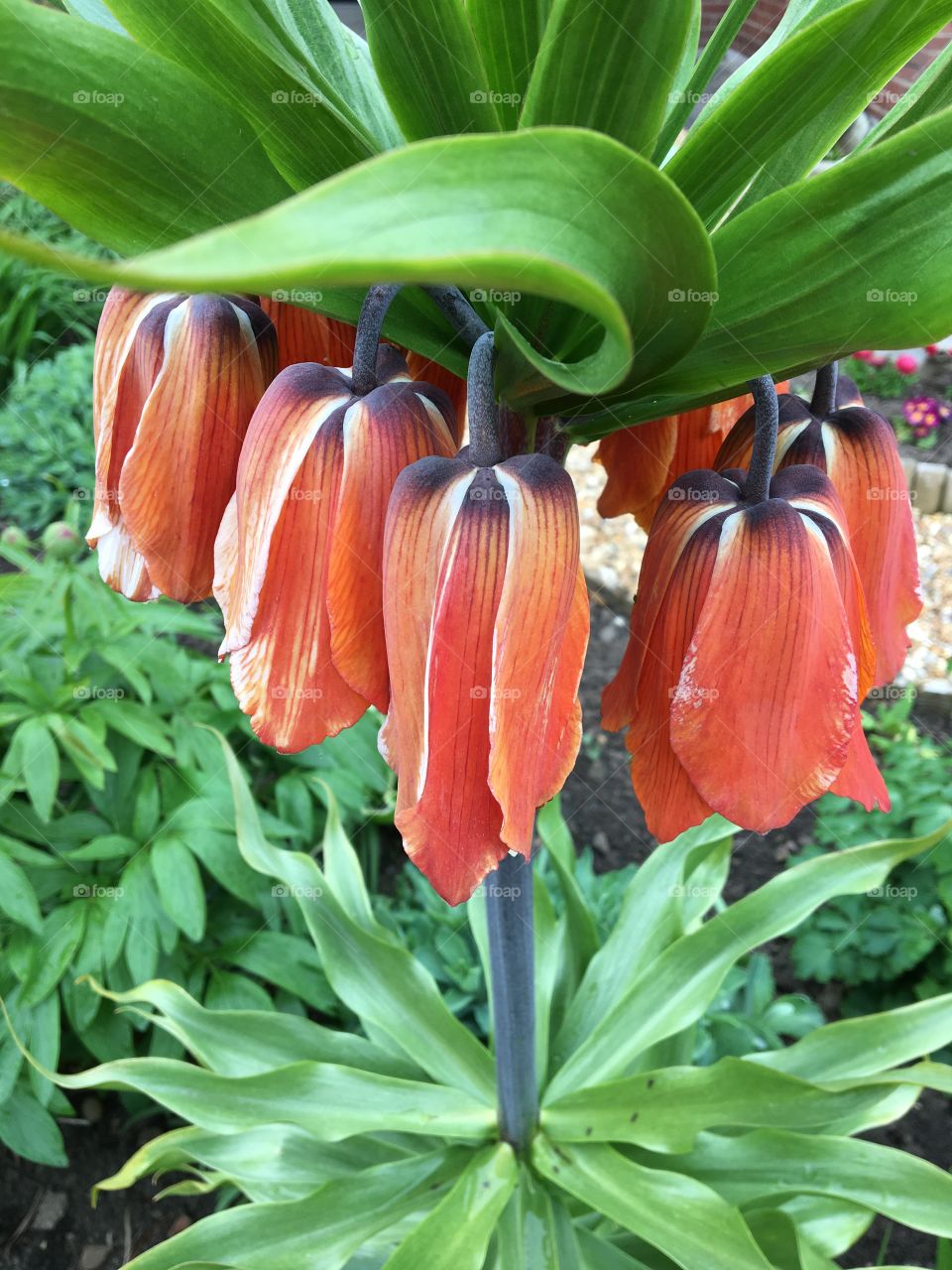 Beautiful bulb border plant .. Frittilaria Imperialis.. orange flowers .. stunning ... 