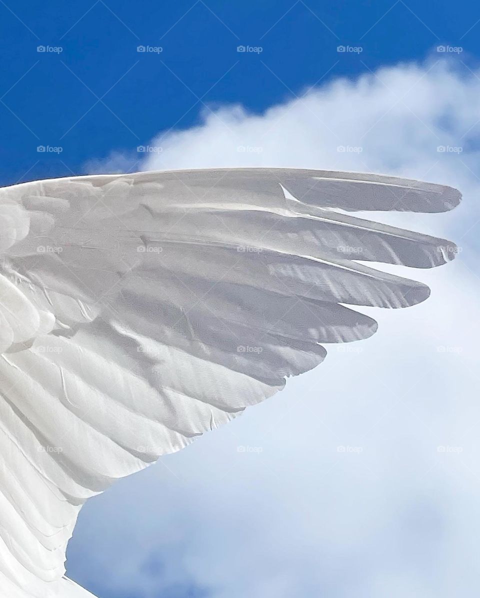 Delicate Layers 🕊️