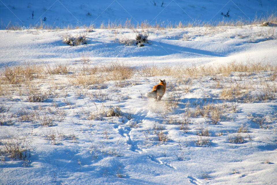 Fox running away in the snow. 