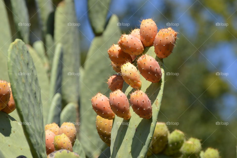 cactus flowers