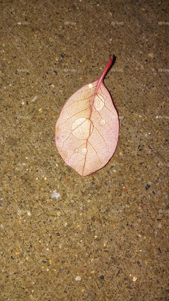 raindrops on a single leaf