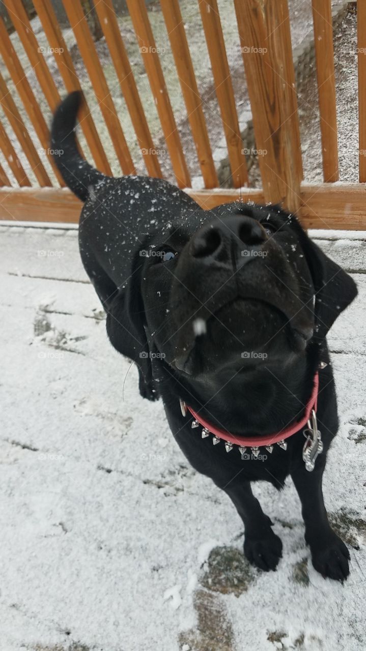 Meet Erris. She loves the snow.