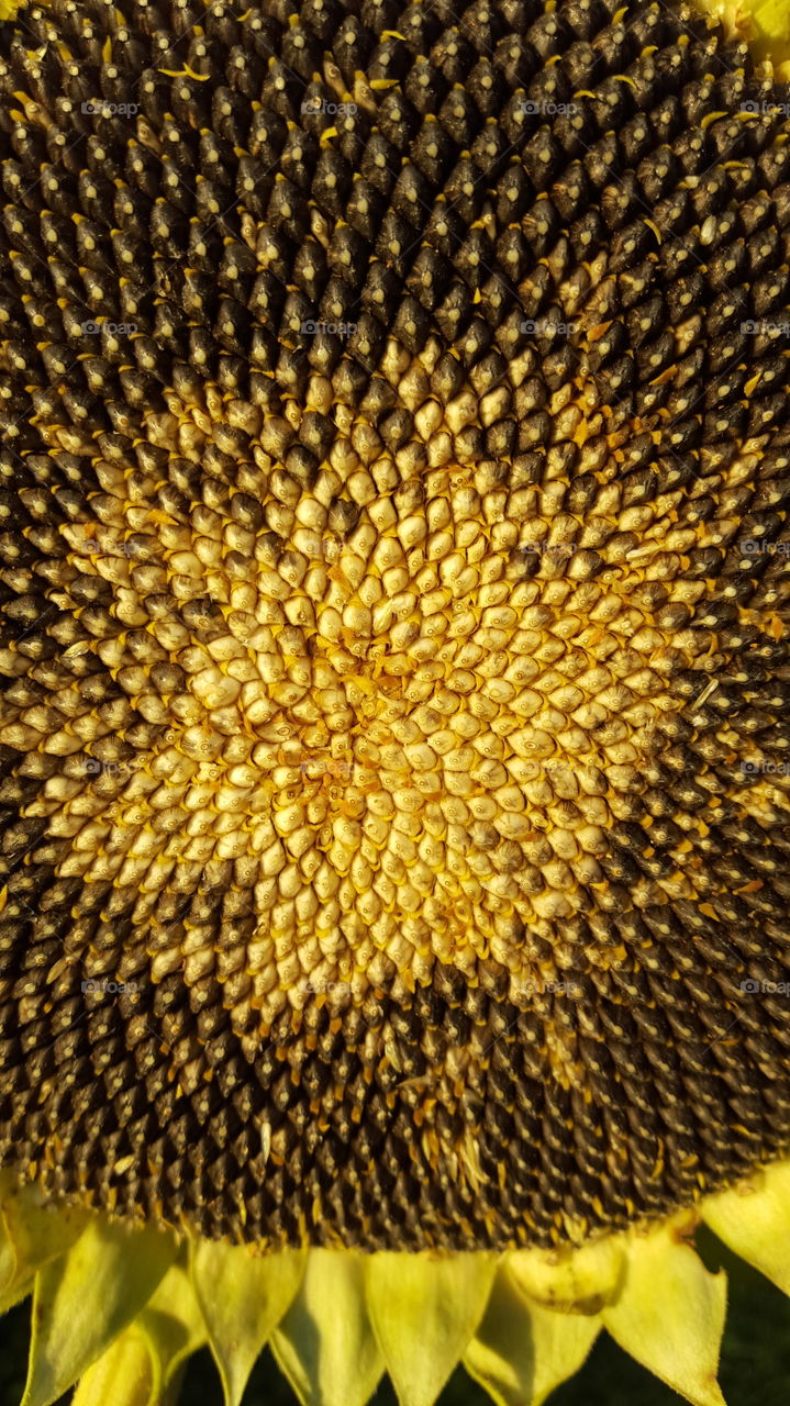 sunflower seeds pattern