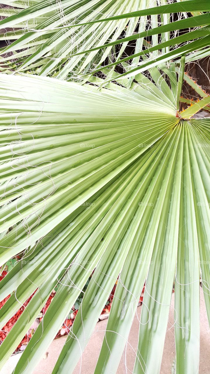 California palms,  up close.