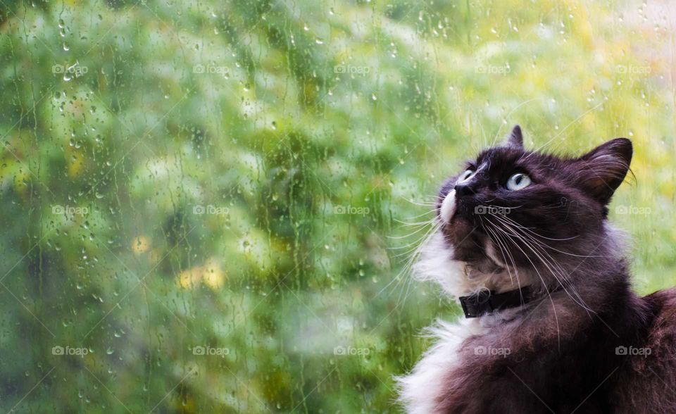 black and white cat near the window in the autumn season