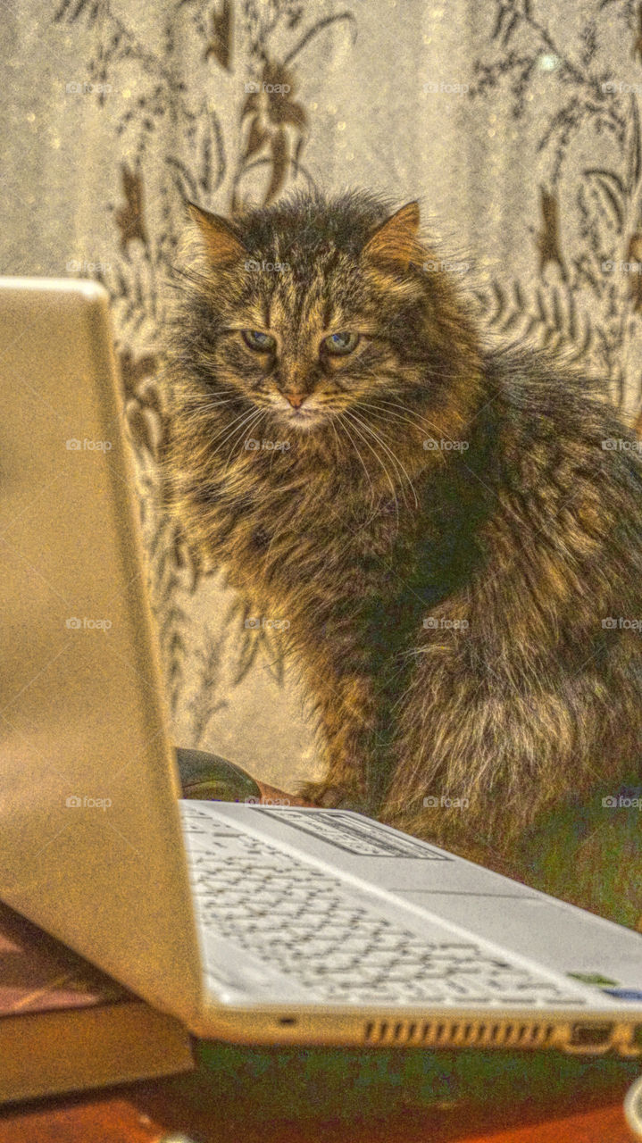 cat and notebook. animal 