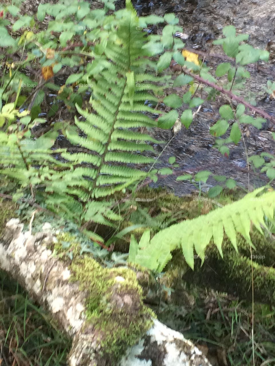 New forest fern