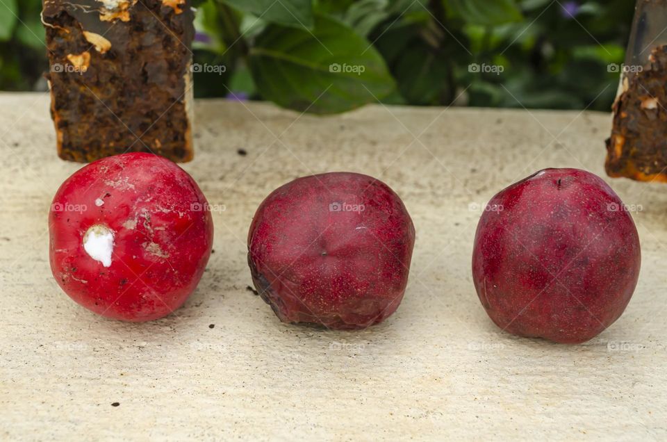 Natal Plums In A Line