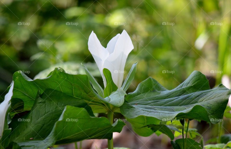 Trillium