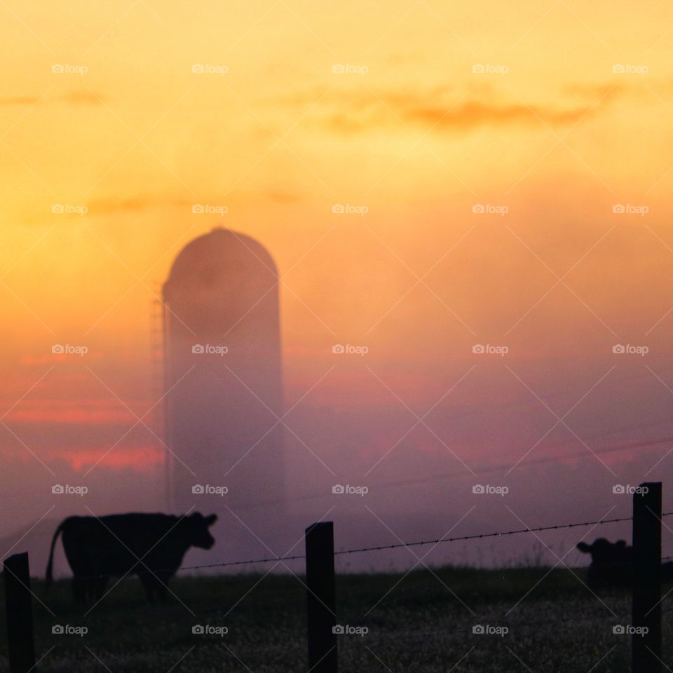 foggy sunrise on the farm