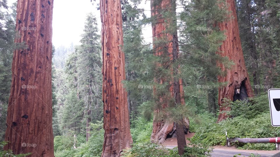 Tree, Sequoia, Wood, Conifer, Evergreen