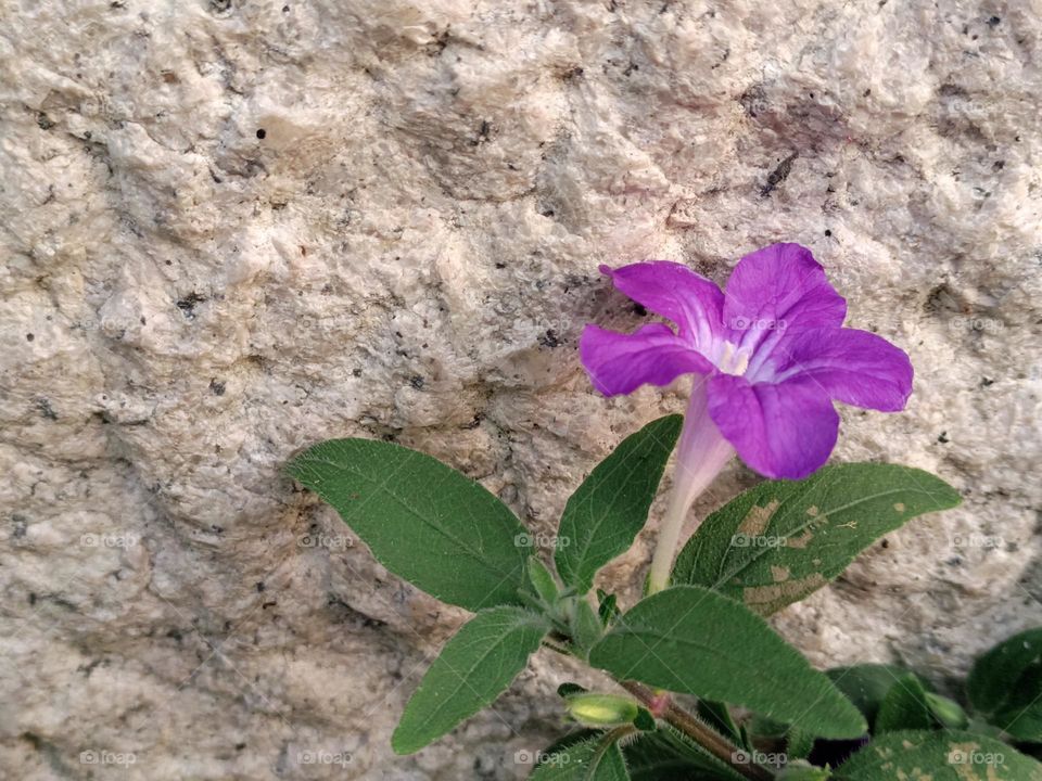Ruellia humilis