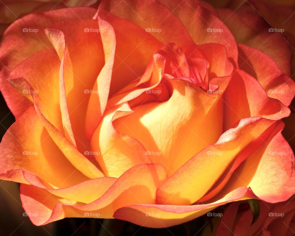 Closeup of an orange rose