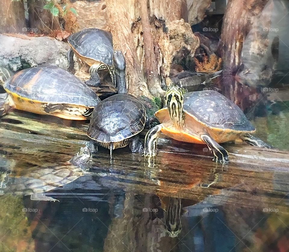Turtle family gathering