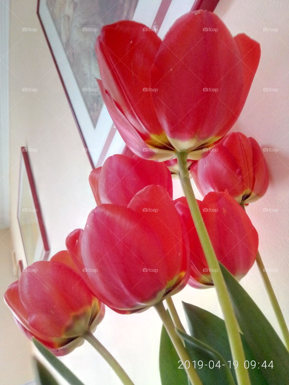 тюльпаны