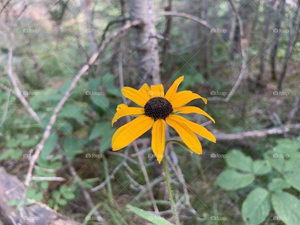 Mountain wild flower