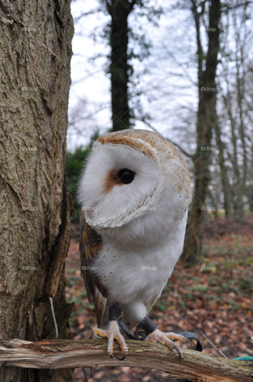 Barn owl in a tree close up