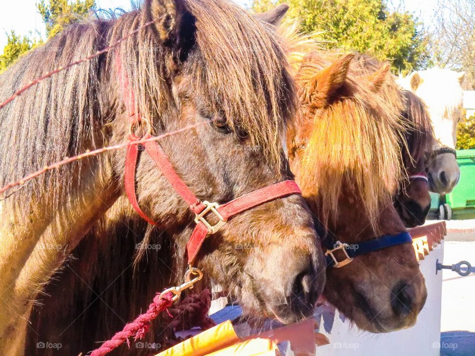 Close-up of horses in a row