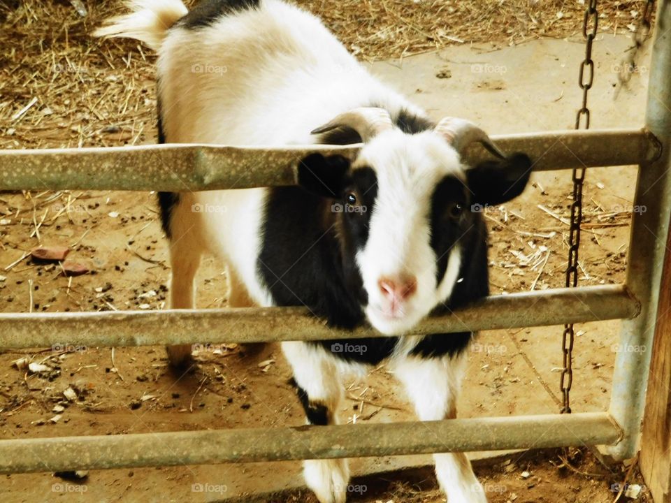 You goat that right! 🐐