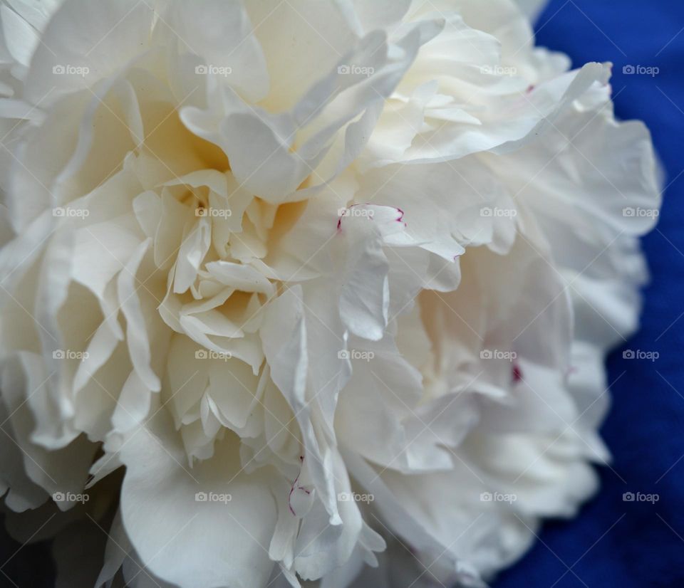 white peony flower