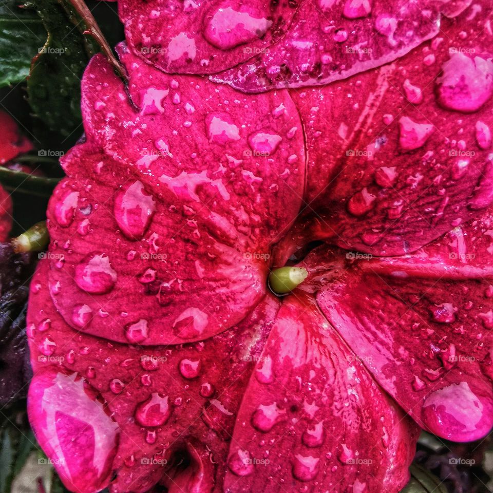 Rain drops on Flower so colorful details macro shot