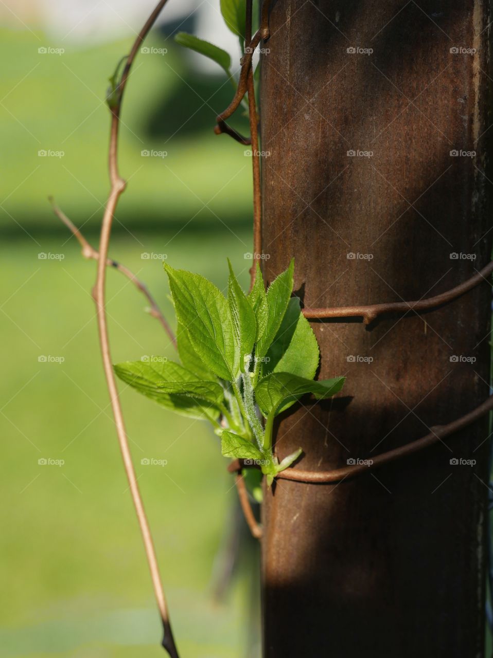 Growing kiwi plant