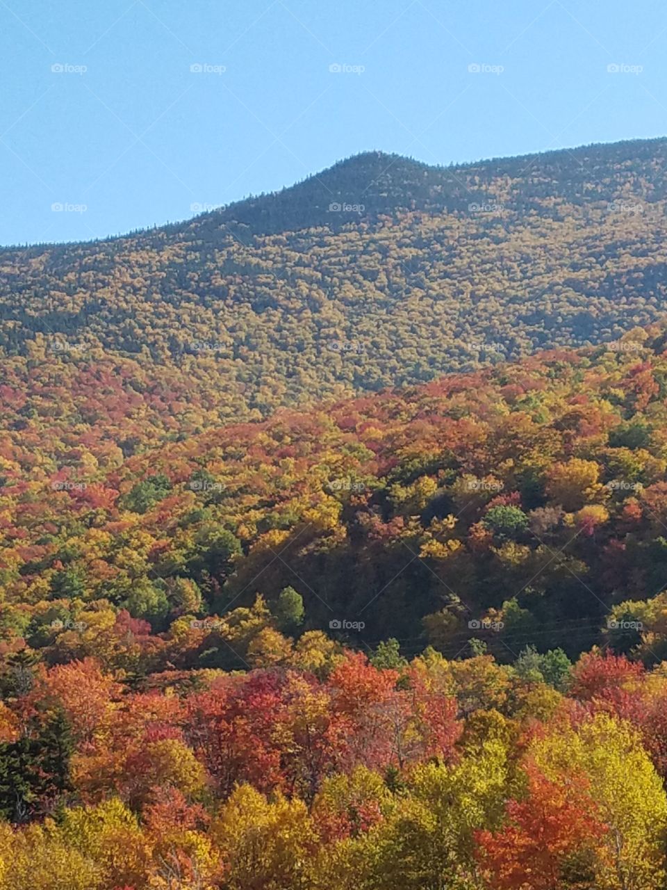 Trees growing on mountains