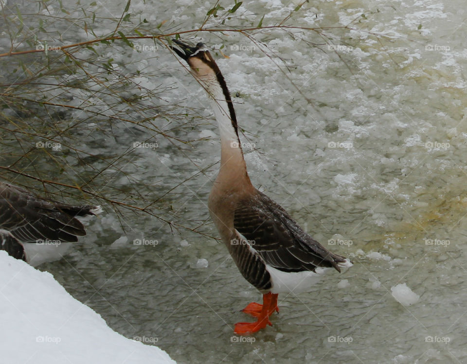 A hungry goose in wintertime in cold Norway.