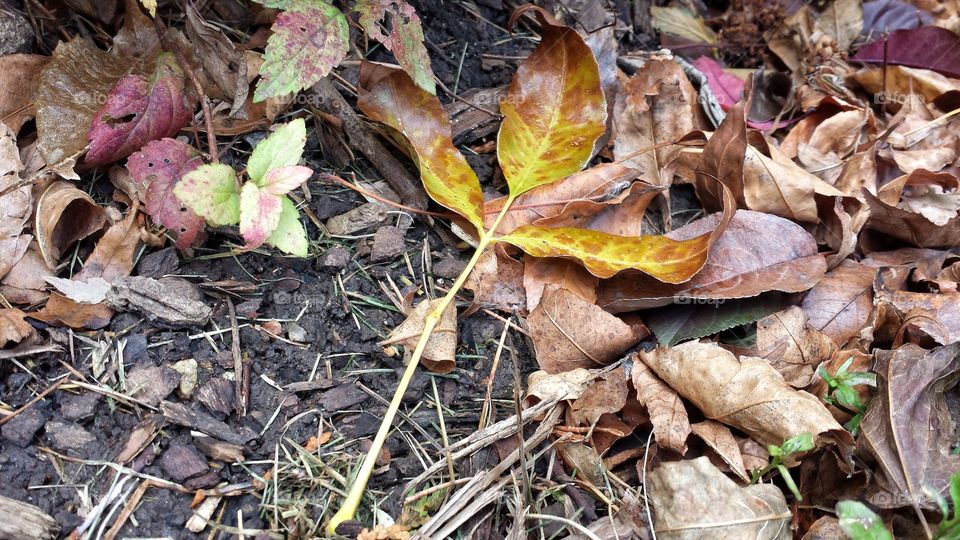 Ground Cover