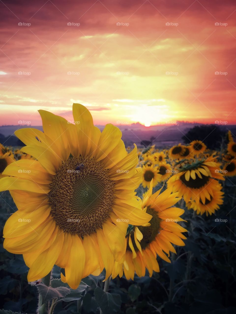 A sunflower field in the Sunset. Richest color scene it is quite difficult to find. The colors, the flowers, the sky, the clouds... everything made this a fairytale scene...