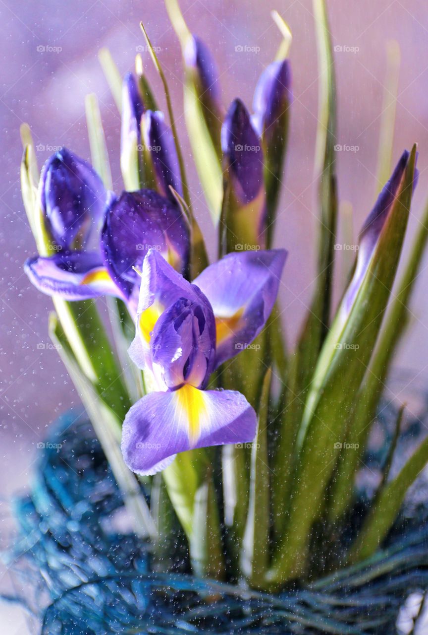 Beautiful flowers purple irises