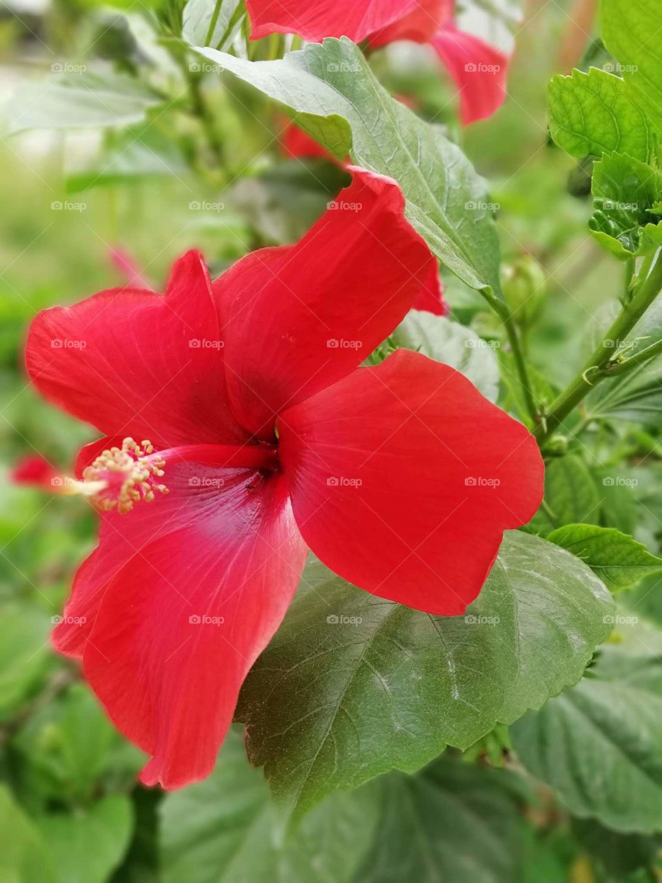 hibiscus
