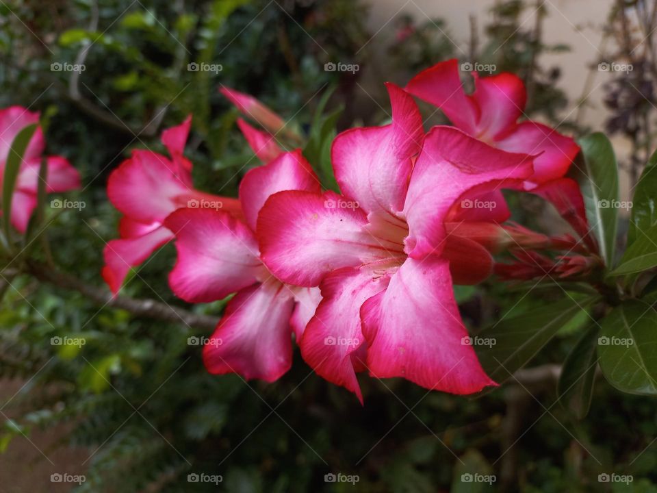 Adenium obesum ornamental plant species, the stem is large, the bottom resembles a tuber