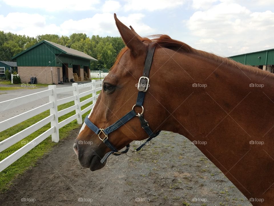 Horse at an equestrian farm.