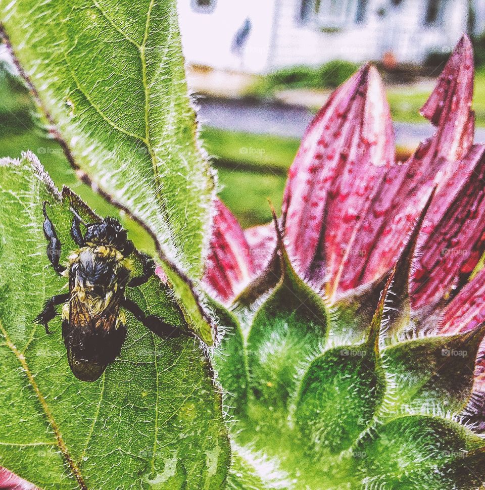 Close-up of a bee on plant