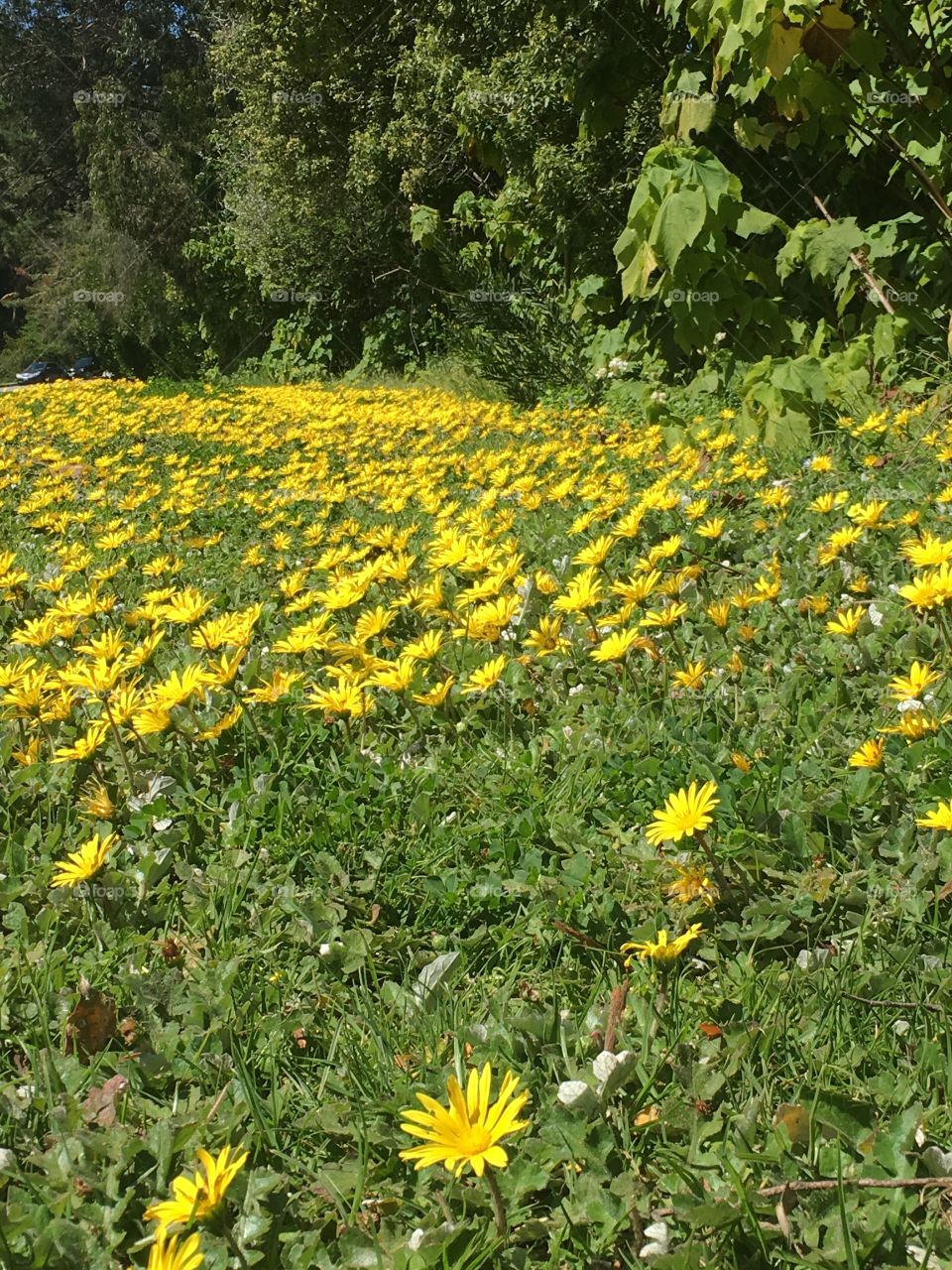 Field of dandelions
