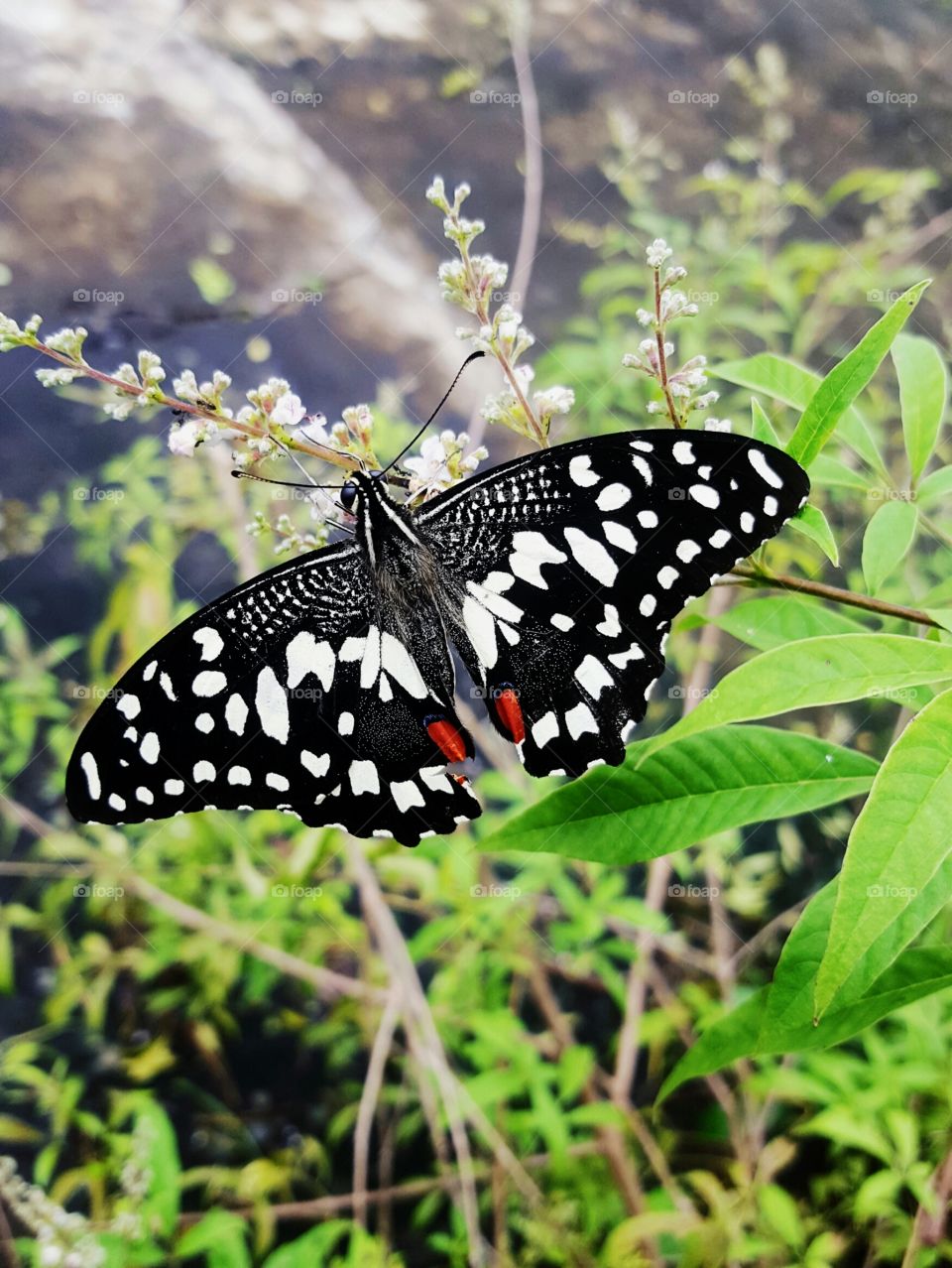 a beautiful creation