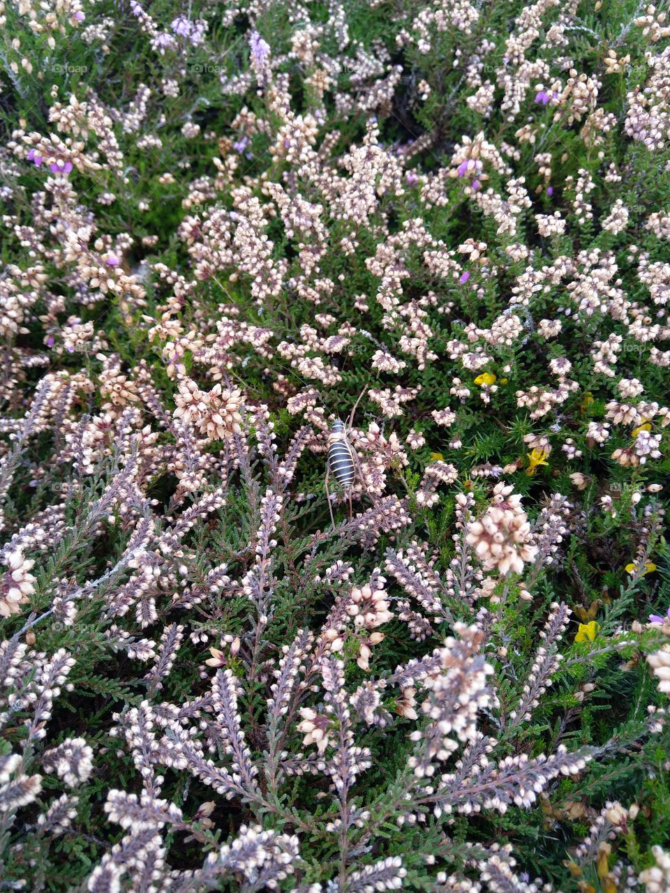 Bee on heather