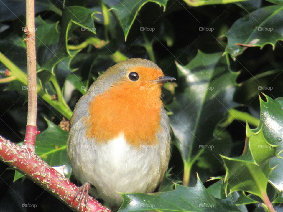 Robin sat on a branch with a holly bush next to him