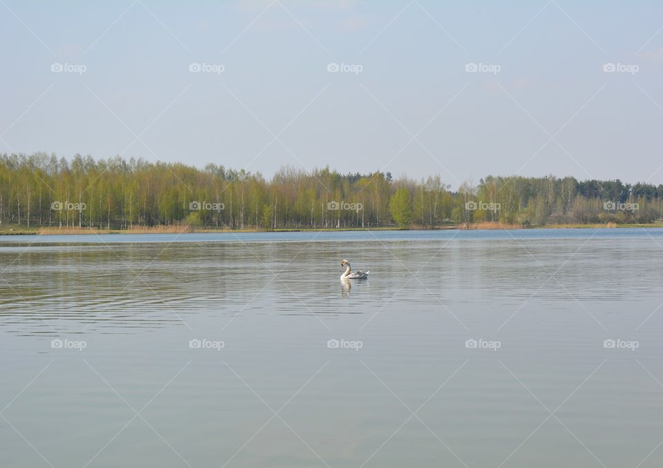 forest and lake shore beautiful spring landscape