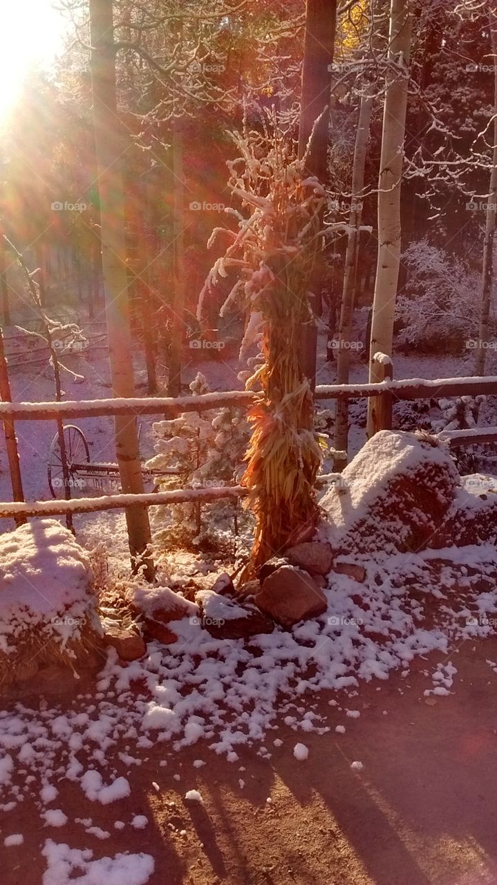 first Evergreen snow