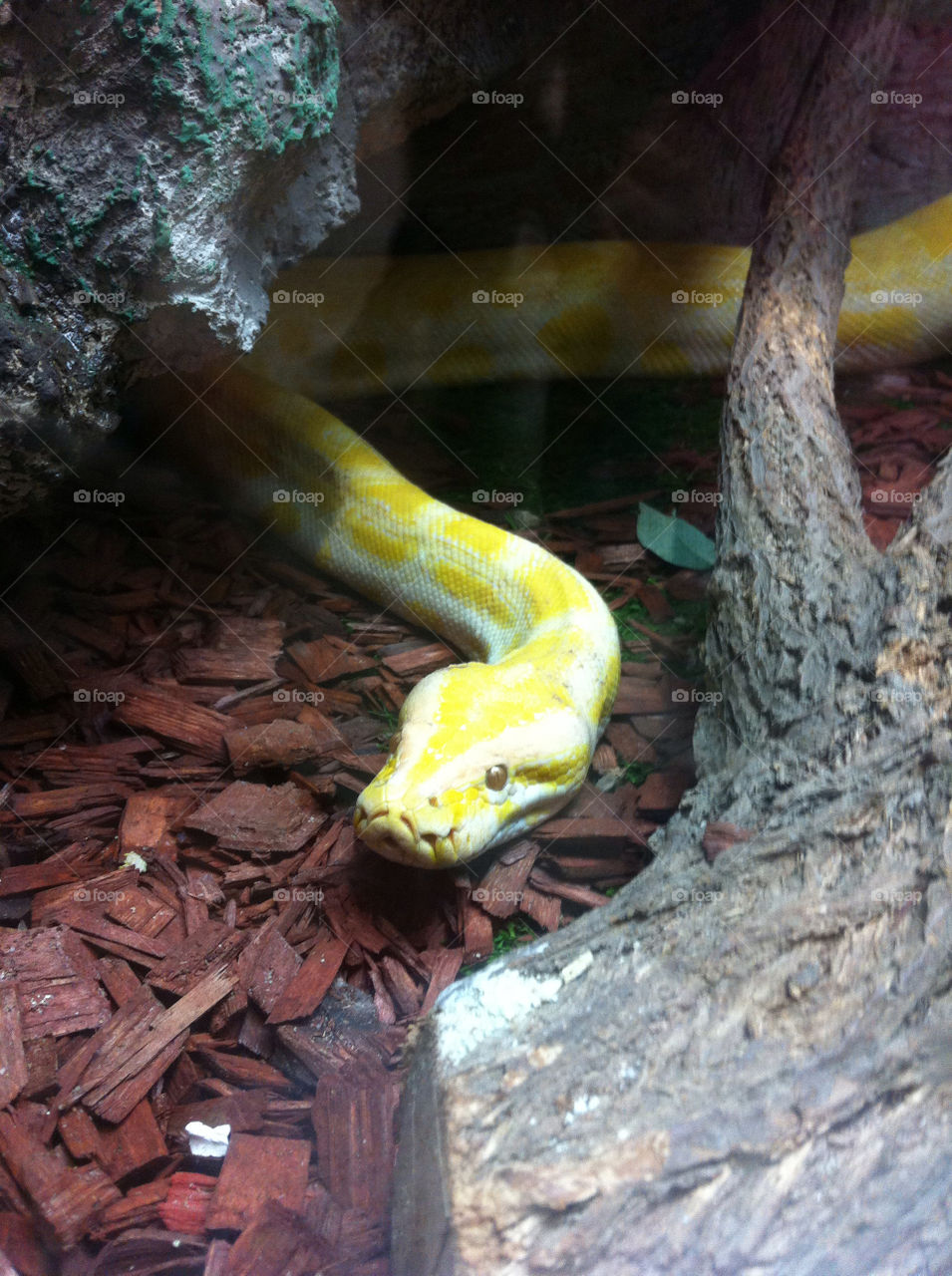 yellow wild wild life snake by heim.bogdan