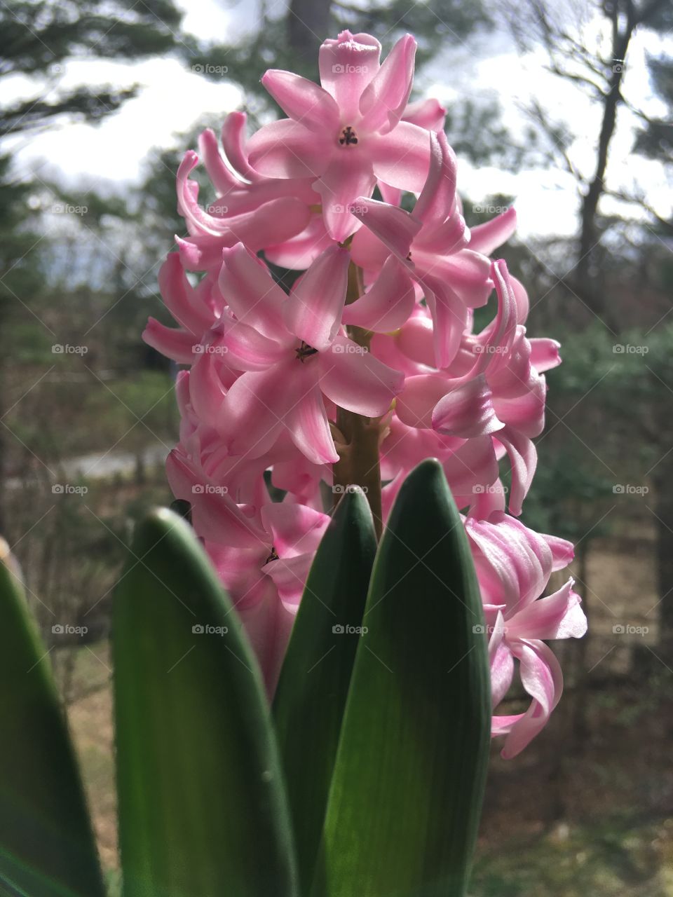 Pink flower 